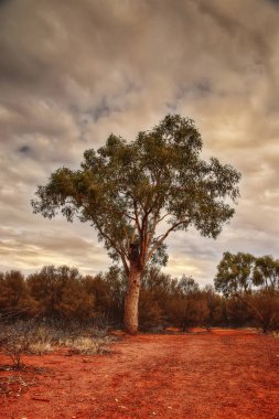 Avustralya Kings Kanyon