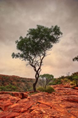 Avustralya outback