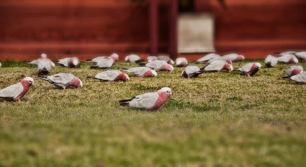 Australie Perroquet — Photo