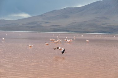 atacama çöl Bolivya