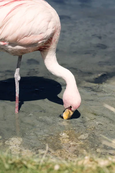 Poušť Atacama Bolívie — Stock fotografie