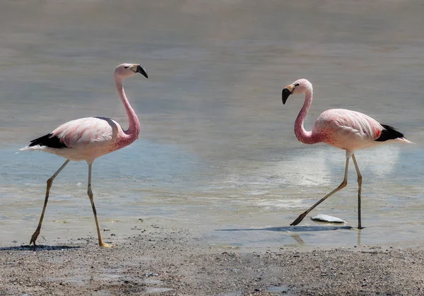 Poušť Atacama Bolívie — Stock fotografie