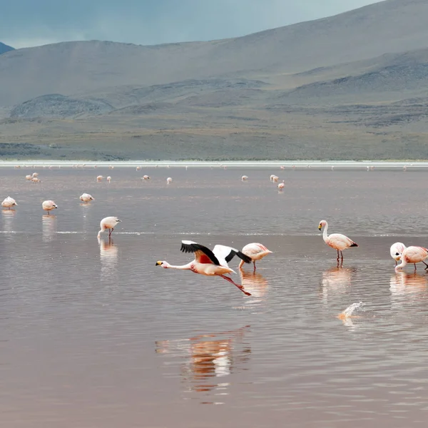 Atacamaökenbolivia — Stockfoto