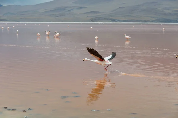 Atacama désert bolivie — Photo