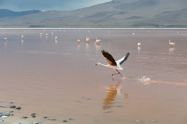 Atacamaökenbolivia — Stockfoto