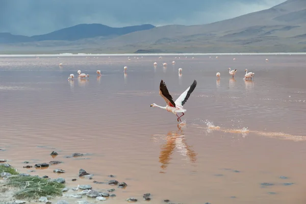 Atacamaökenbolivia — Stockfoto