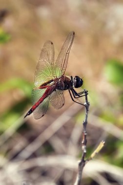 Bora Bora, Fransız Polinezyası