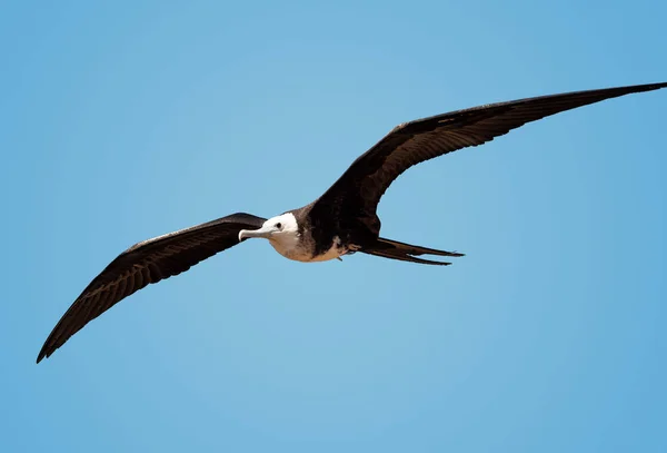 Islas Galápagos —  Fotos de Stock