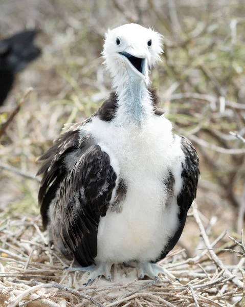 Ilhas Galápagos — Fotografia de Stock