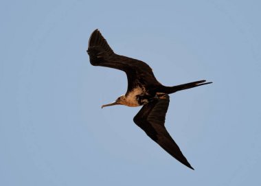 Galapagos Adaları