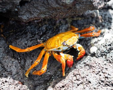 Galapagos Adaları kanser