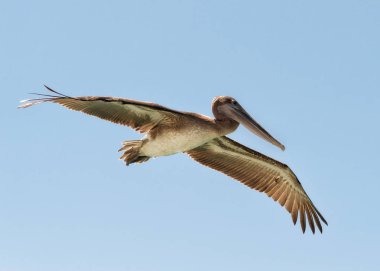 Galapagos Adaları