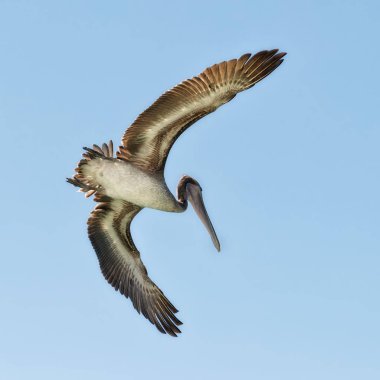 Galapagos Adaları