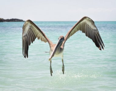 Galapagos Adaları