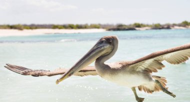 Galapagos Adaları
