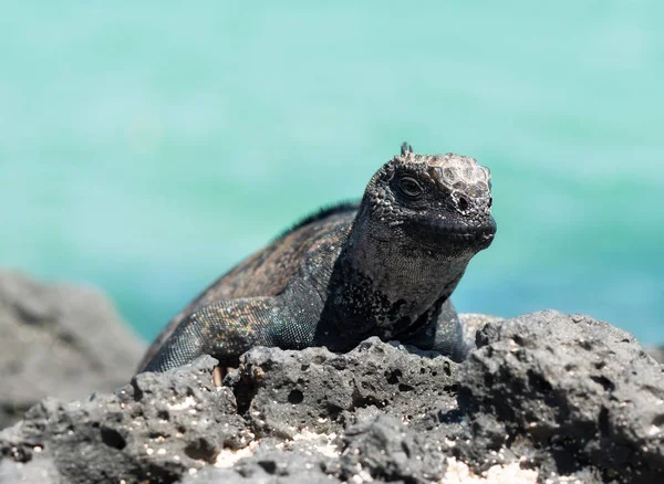 Galapagos Islands Sea Iguana — Stock Photo, Image