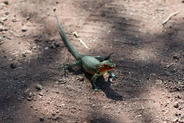 Galapagos Islands — Stock Photo, Image