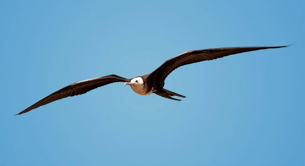 Islas Galápagos —  Fotos de Stock