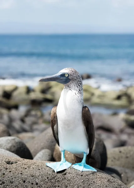 Ilhas Galápagos — Fotografia de Stock