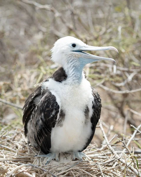 Ilhas Galápagos — Fotografia de Stock