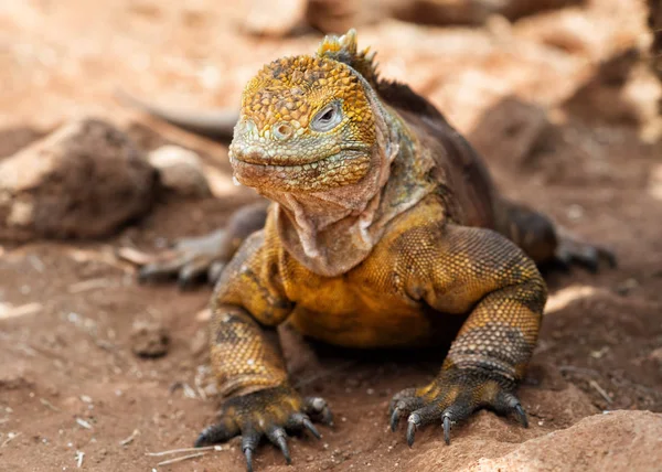 Galapagos Islands — Stock Photo, Image