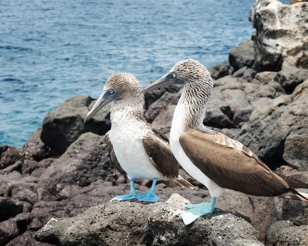 Ilhas Galápagos — Fotografia de Stock