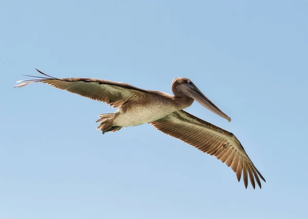 Galapagosöarna — Stockfoto