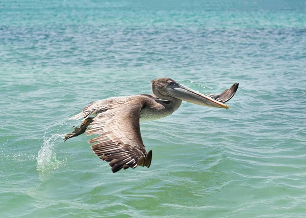 Ilhas Galápagos — Fotografia de Stock