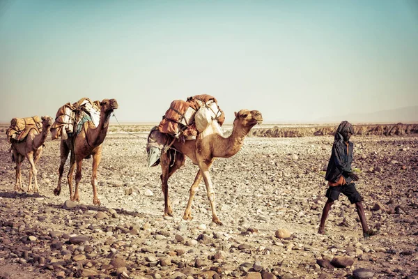 Camel de Sal em Dallol, Depressão Danakil, Etiópia . — Fotografia de Stock