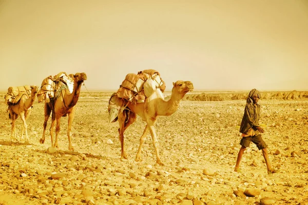 Sós teve Dallol, a Danakil depresszió, Etiópia. — Stock Fotó