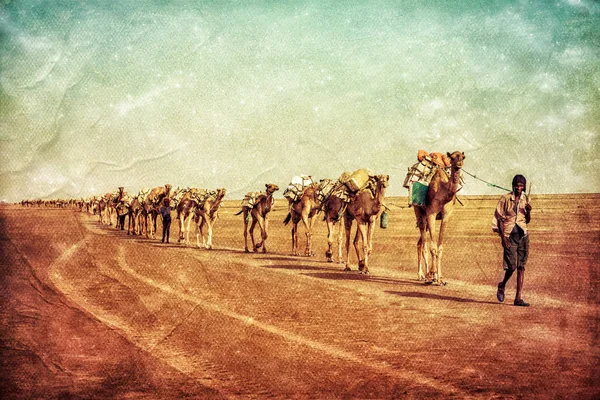 Salt Camel in Dallol, Danakil Depression, Ethiopia. — Stock Photo, Image