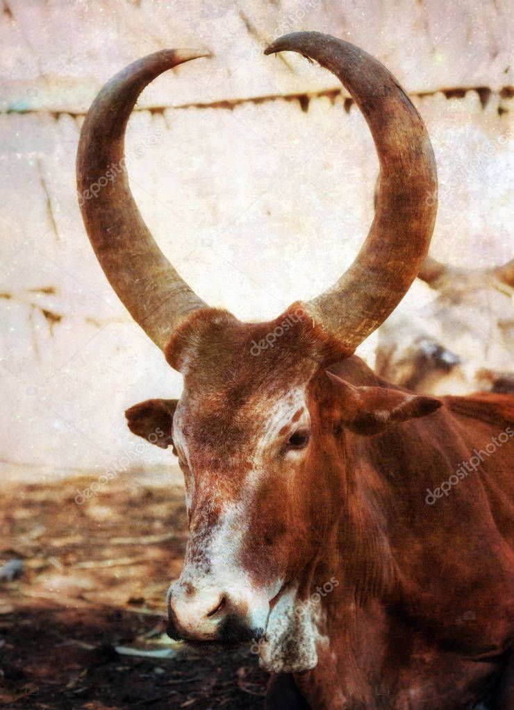 African Long Horn Cow
