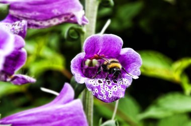 Bumblebee bir çiçek