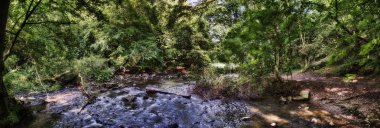 Küçük nehir orman yoluyla