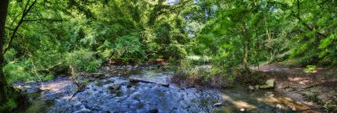 Küçük nehir orman yoluyla