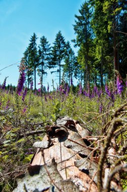 Yaz aylarında foxglove