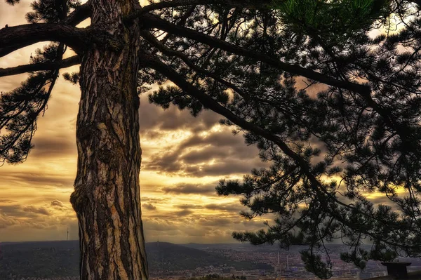 夕阳背后的树 — 图库照片