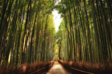Arashiyama bambu Grove Kyoto