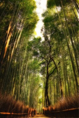 Arashiyama bambu Grove Kyoto