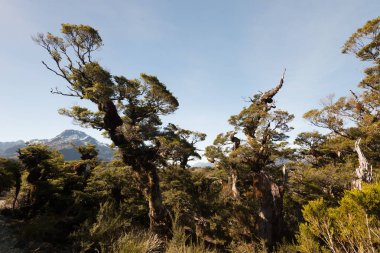 Anahtar Zirvesi iz yol Milford ses Yeni Zelanda için