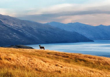 Queenstown, Yeni Zelanda