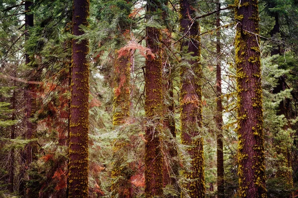 Sequoia Ulusal Parkı ABD — Stok fotoğraf