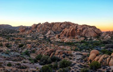Joshua ağaç sunset