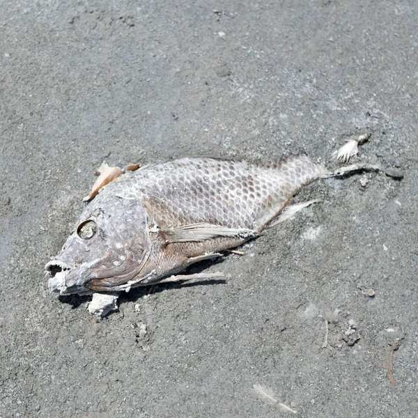 Salton Sea Plaża Bombay — Zdjęcie stockowe