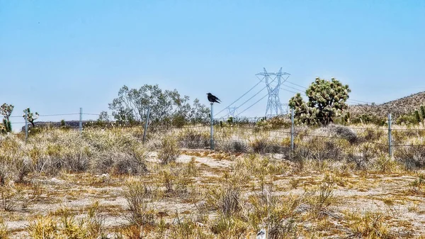 Joschua-Baum-Nationalpark — Stockfoto