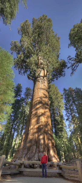 Drzewo General Sherman Sequoia — Zdjęcie stockowe