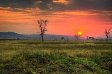 Serengeti Milli Parkı yaban hayatı