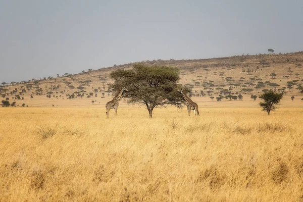 Parque Nacional Serengeti Avestruz — Fotografia de Stock