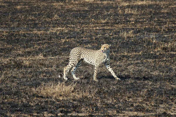 Serengeti Milli Parkı leopar — Stok fotoğraf