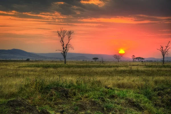 Národní Park Serengeti Wildlife — Stock fotografie